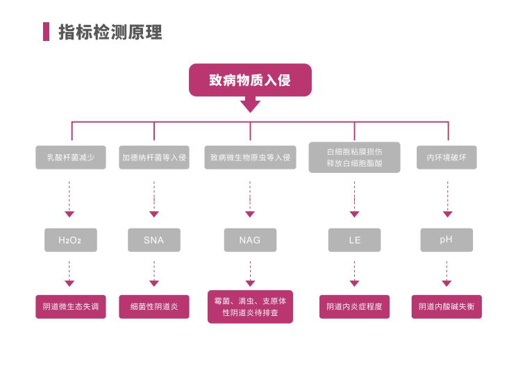 全自动阴道炎午夜精品无码免费视频LTS-V400指标检测原理